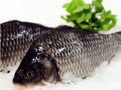 鲫魚